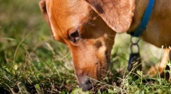 Зошто кучето јаде измет од мачка?